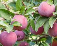 empire apple