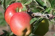 a3