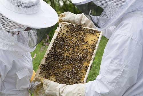 honey5